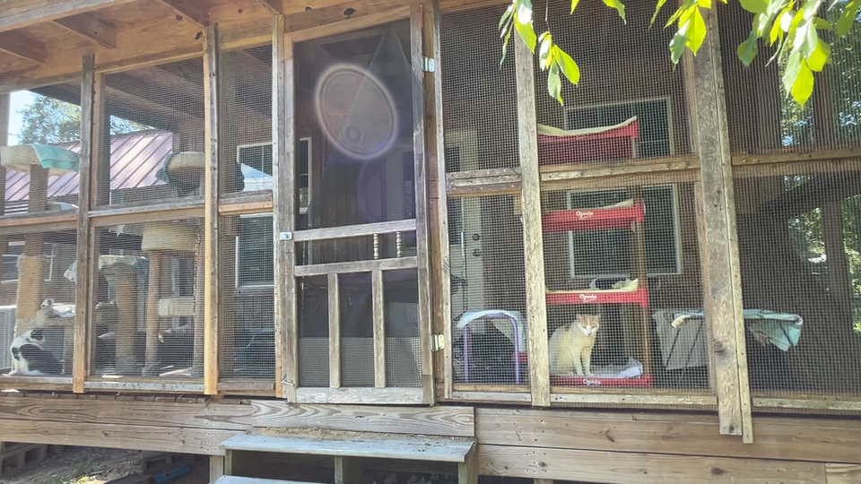 Alpha's Friends installs Catio Screen